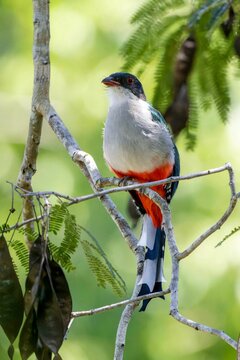 Closeup  a vibrant  endemic forest-dwelling tocororo  perched on the tree with a blurry background