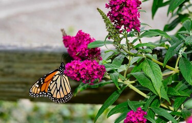 Monarch Butterfly resting on the Buddleia 'CranRazz' flower