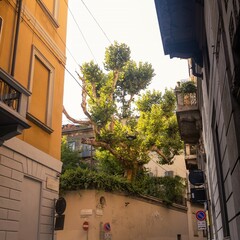 tree