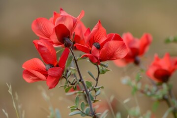 A vibrant bunch of red flowers is blooming in a field, standing out against the greenery. The flowers are in full bloom, showcasing their bright red petals under the sunlight.