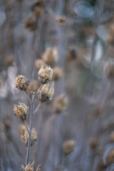 Plant in the winter garden 