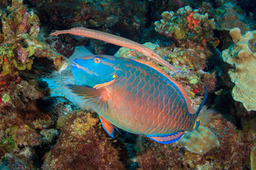 Pareja pez loro y trompeta