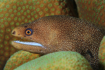 Morena de cola dorada, morena de cola marilla, Gymnthorax Miliaris