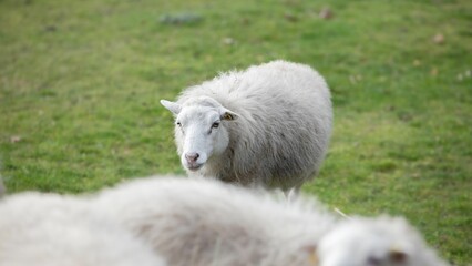 White sheep grazing in a grassy field