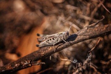 Close-up of a grasshopper perched atop a stick.