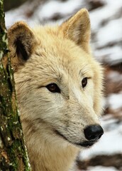 Polar wolf under a snow-covered tree trunk, looking into the distance with a curious expression