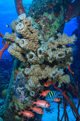 Coral growth on Salt Pier dive site, Bonaire, Netherlands Antilles