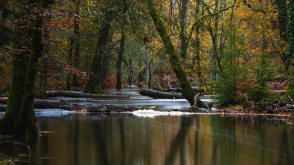 Variety of trees boasting colorful leaves, and a tranquil body of water in Hampshire, UK