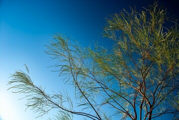 Lush green deciduous tree is surrounded by a bright blue sky on a windy day