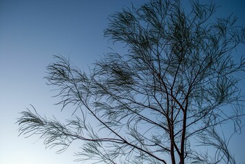 a tall tree in the sun against a blue sky with some clouds