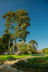 Expansive park with tall trees basking in the warm sunshine