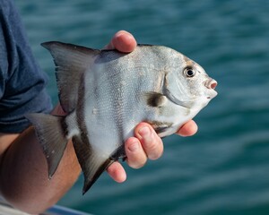 Person holding a white fish against a backdrop of a picturesque ocean view