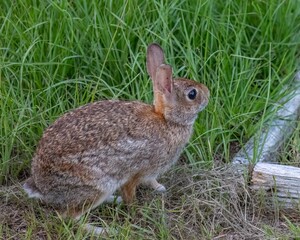Adorable brown rabbit sits in a lush grassy area, close to a wooden fence