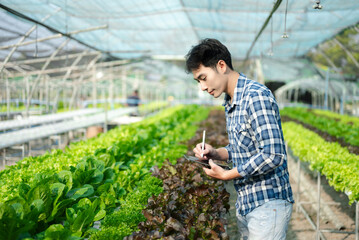  Asian male farmer wearing  is caring for organic vegetables inside the nursery.Young entrepreneurs...