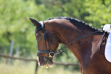 Closeup of a horse portrait during competition training