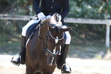 Closeup of a horse portrait during competition training
