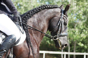 Closeup of a horse portrait during competition training
