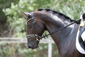 Closeup of a horse portrait during competition training