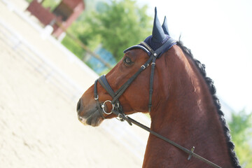 Closeup of a horse portrait during competition training