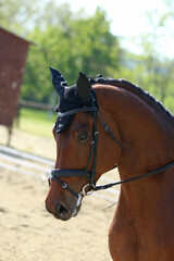 Obraz premium Closeup of a horse portrait during competition training