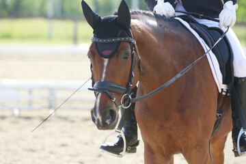 Obraz premium Closeup of a horse portrait during competition training