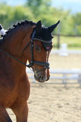 Obraz premium Closeup of a horse portrait during competition training