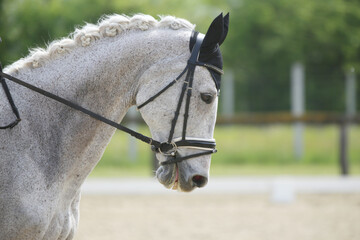 Closeup of a horse portrait during competition training