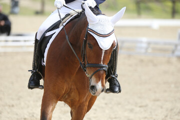 Closeup of a horse portrait during competition training