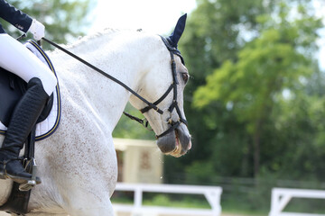 Closeup of a horse portrait during competition training