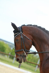 Closeup of a horse portrait during competition training