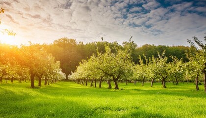 nature design apple orchard