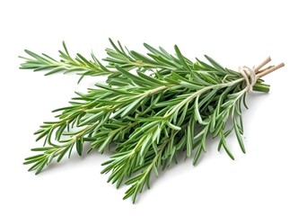 twig of rosemary isolated on white background