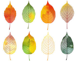 The image is a collection of watercolor painted leaves in autumn colors, with transparent background.