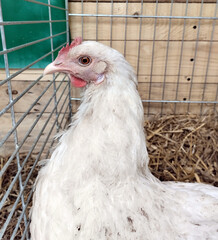 Close-up portrait of a pink hen with its cockscomb staring