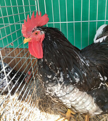portrait of a black rooster with its crest posing haughty