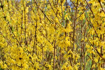 Beautiful bright yellow flowers of Forsythia (lat. Forsythia), or Forsythia