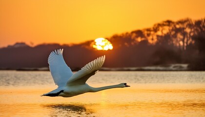 swan i flight infront of sunrise