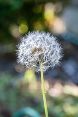 Closeup shot of a dandelion.