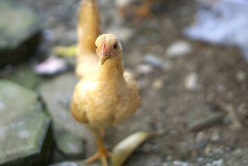 Selective focus of brown chicken in a farm with copy space area