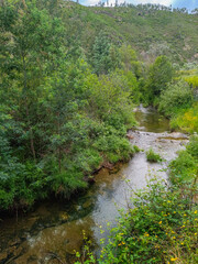 Landscape with green vegetation and flowers stream of Galega in Água Formosa, Vila de Rei PORTUGAL