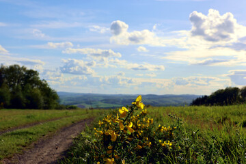 Blühender Ginsterstrauch in grüner Natur, hier am Rande des Premiumwanderwegs Potzberg Wanderweg im Nordpfälzer Bergland im Landkreis Kusel-Altenglan. 