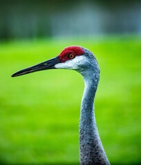 Florida sandhill crane