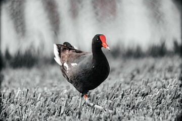 A Moorhen is by the pond looking for food