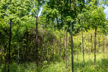 Fototapeta premium View of the orchard in spring. Iron rods with wire tension for climbing plants in the garden.