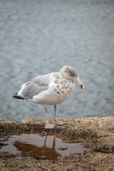 Seagull standing on a rock wall by the ocean next to a puddle on the Maine coast