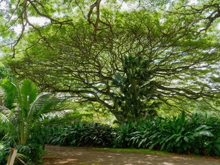 Lush tree in a vibrant public park, surrounded by lush green plants and bushes.