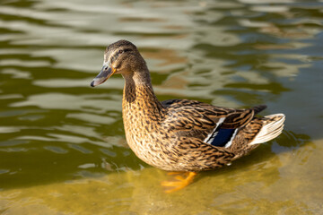 Close view of a mallard in the lake