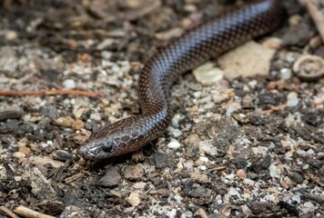 Cape wolf snake snake resting on a rocky surface.
