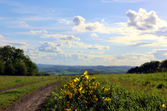 Bl&uuml;hender Ginsterstrauch in gr&uuml;ner Natur, hier am Rande des Premiumwanderwegs Potzberg Wanderweg im Nordpf&auml;lzer Bergland im Landkreis Kusel-Altenglan. 