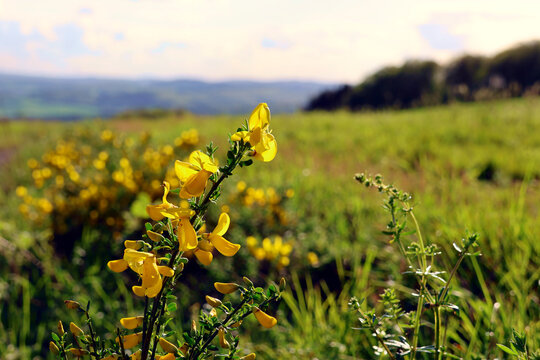 Bl&uuml;hender Ginsterstrauch in gr&uuml;ner Natur, hier am Rande des Premiumwanderwegs Potzberg Wanderweg im Nordpf&auml;lzer Bergland im Landkreis Kusel-Altenglan. 